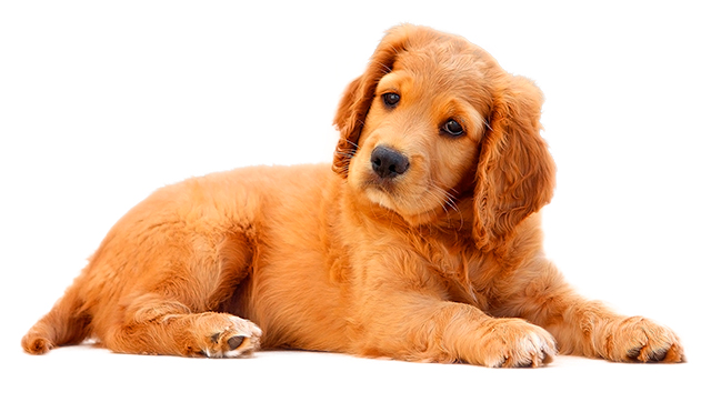 Comme Chiens & Chats Comme Chiens & Chats