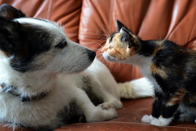 Taïwan: Il est désormais interdit de manger du chien et du chat Taïwan: Il est désormais interdit de manger du chien et du chat