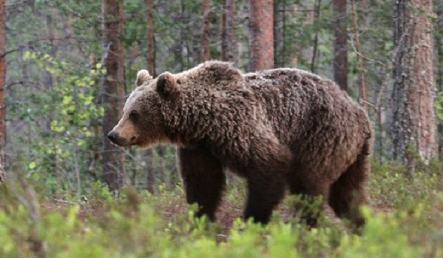Slovaquie: Un cycliste poursuivi par un ours! Slovaquie: Un cycliste poursuivi par un ours!