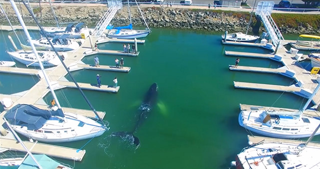 VIDEO: Une baleine piégée dans un port près de Los Angeles VIDEO: Une baleine piégée dans un port près de Los Angeles