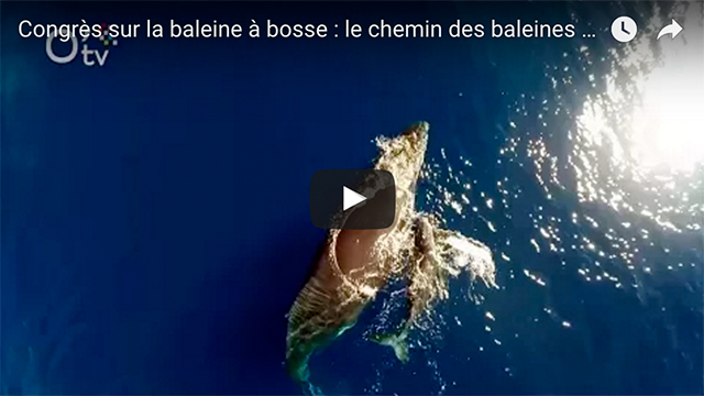 Congrès sur la baleine à bosse : le chemin des baleines en bonne voie Congrès sur la baleine à bosse : le chemin des baleines en bonne voie