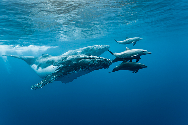 Ballet des baleines vs ballet des bateaux