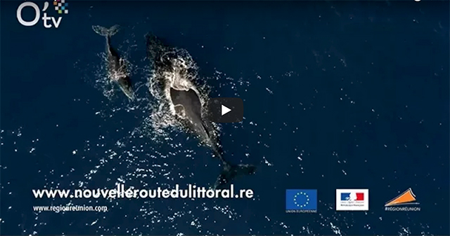 NRL, l'incroyable défi : observation des baleines à bosse