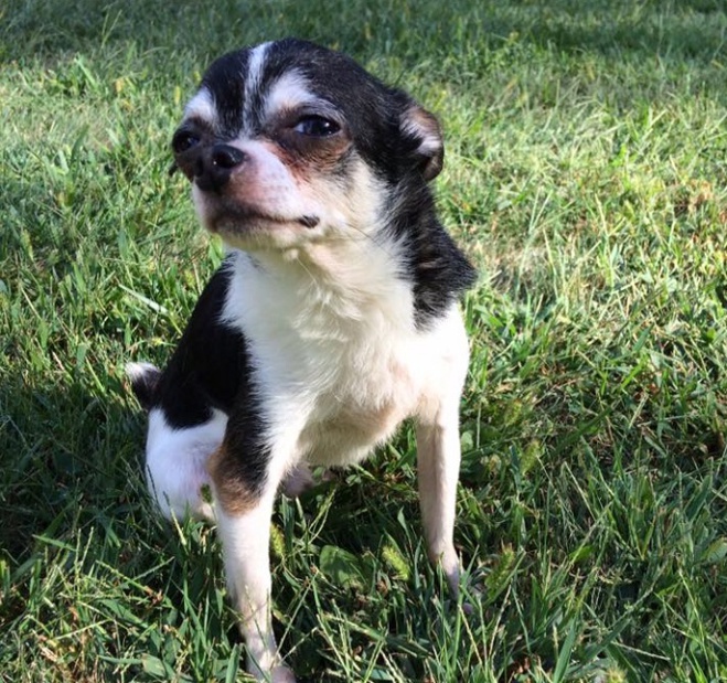 États-Unis : Un chihuahua mange sa propriétaire pour survivre