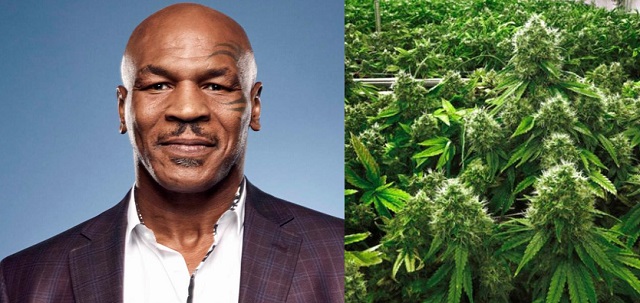 Mike Tyson se reconvertit dans la culture du cannabis en Californie Mike Tyson se reconvertit dans la culture du cannabis en Californie