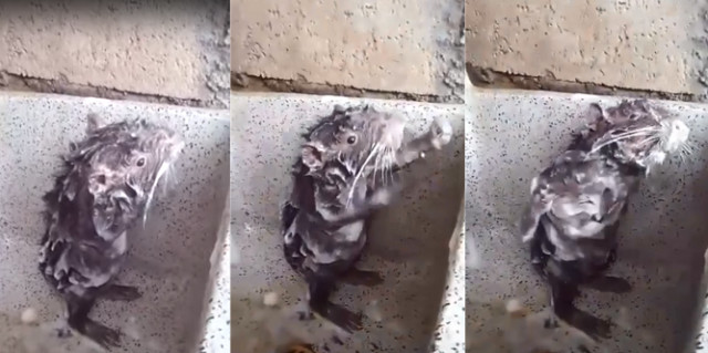 Vidéo du rat qui prend une douche : la réalité est bien moins mignonne Vidéo du rat qui prend une douche : la réalité est bien moins mignonne