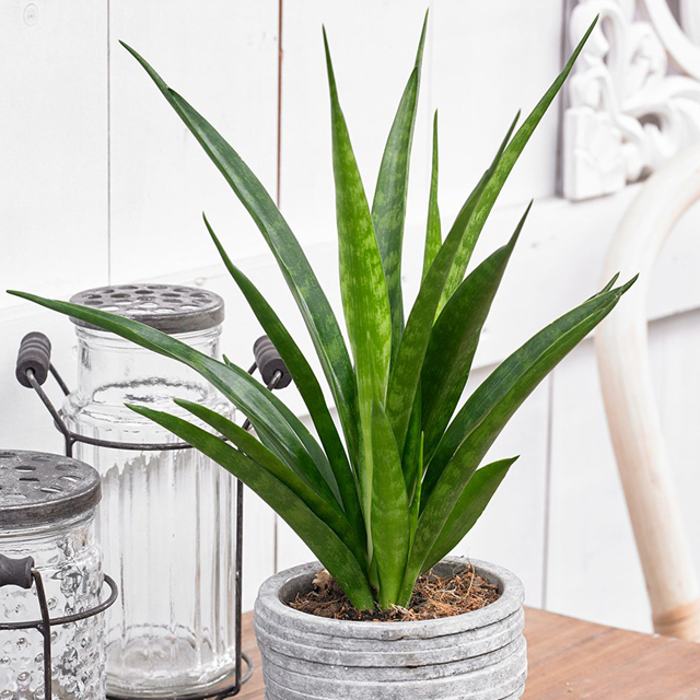 Des plantes increvables ! Des plantes increvables !