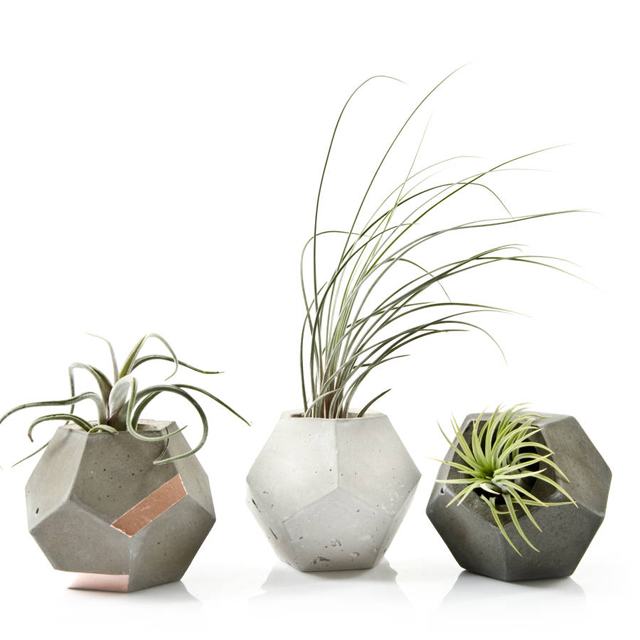 Des plantes increvables ! Des plantes increvables !