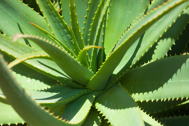Des plantes increvables ! Des plantes increvables !