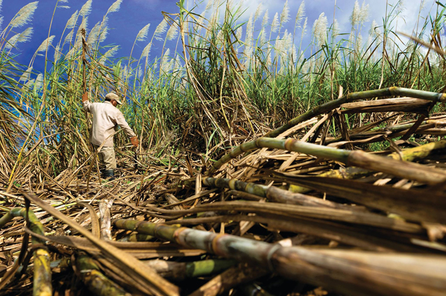 Une Agence Régionale pour la Biodiversité