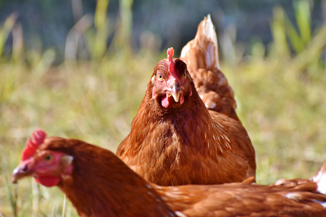 Bilan positif pour les poules