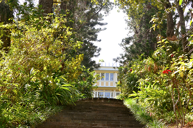 Un arboretum pour l’Etang Saint-Paul