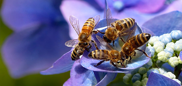 Abeilles en danger