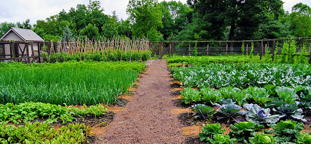 Réussir son premier potager Réussir son premier potager