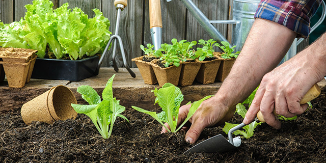Réussir son premier potager Réussir son premier potager