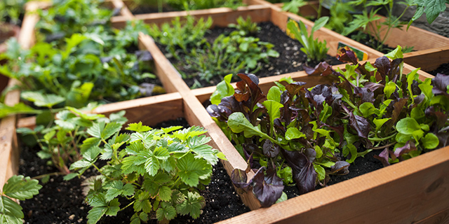 Réussir son premier potager Réussir son premier potager