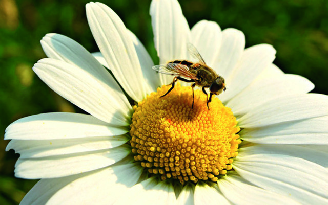 Des citrons et des papillons