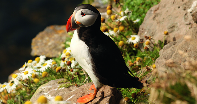 Les chiffres de la biodiversité française