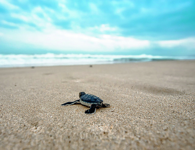 Des plantes pour sauver les tortues