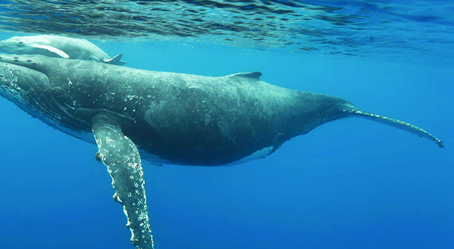 Les baleines à la trace