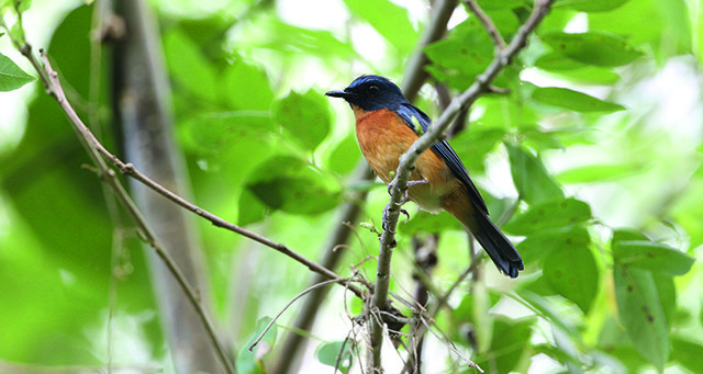 La biodiversité s’enrichit de 10 nouveaux oiseaux