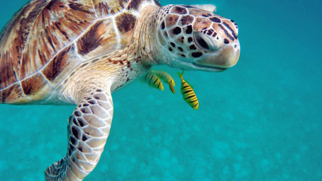 Tortues et baleines ont le beau rôle