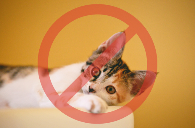 Adoption de la loi sur l’interdiction de vente d’animaux en animaleries