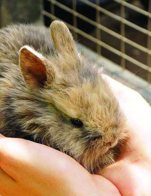 Adopter un lapin Adopter un lapin