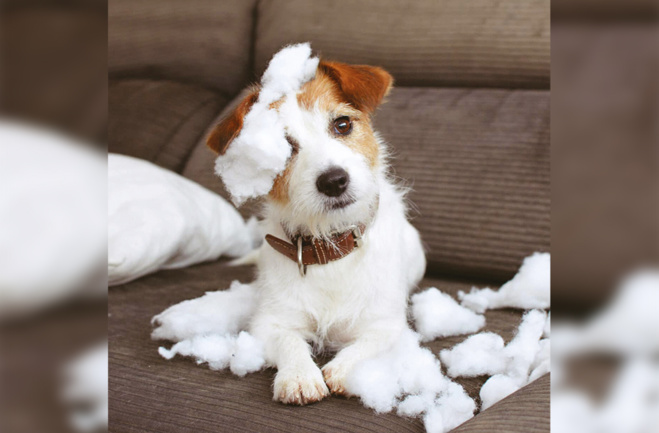 L’anxiété de séparation chez le chien