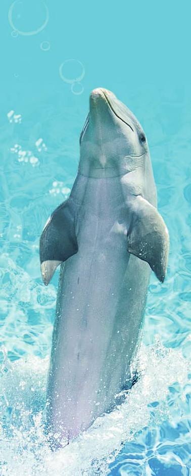 Questions animaux Questions animaux