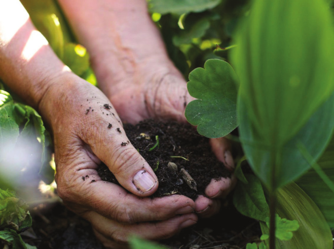 Des plantes qui améliorent le sol !