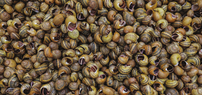 Z’escargots des hauts