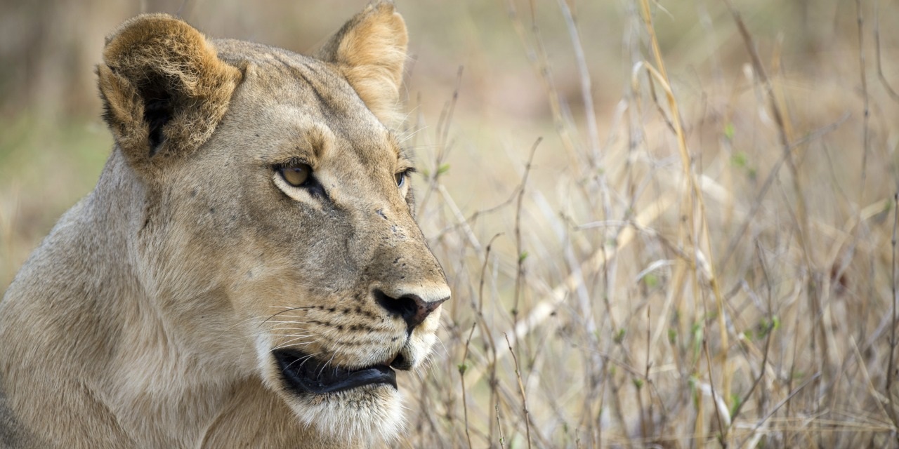 Afrique du Sud: une jeune femme tuée par une lionne dans une réserve