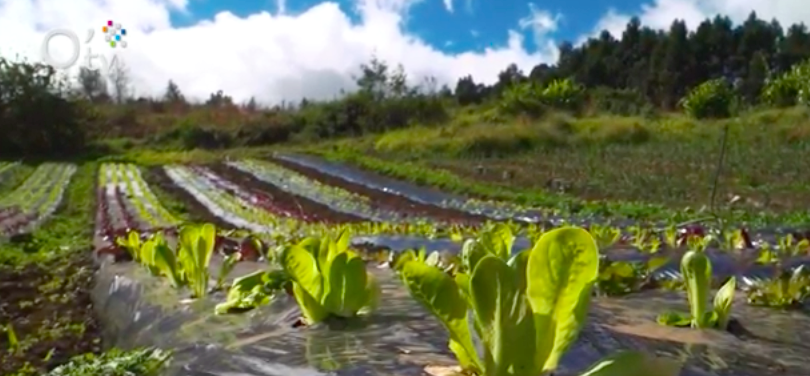 L'agriculture biologique avec Uprobio