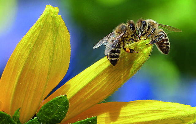 Une charte pour les abeilles