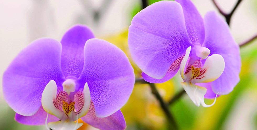 L'Orchidée Phalaenopsis