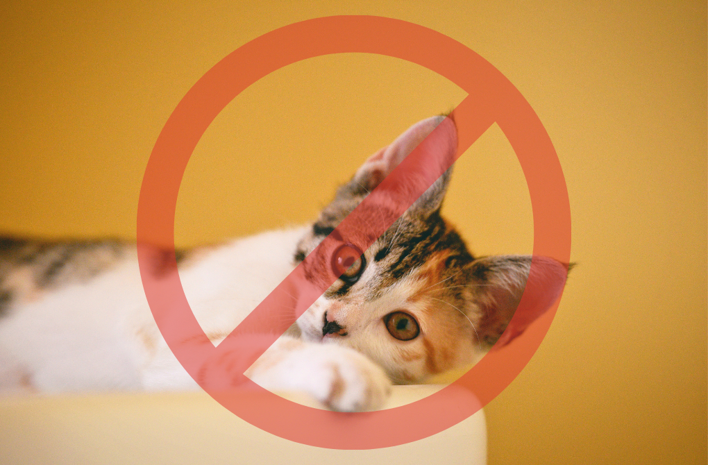 Adoption de la loi sur l’interdiction de vente d’animaux en animaleries