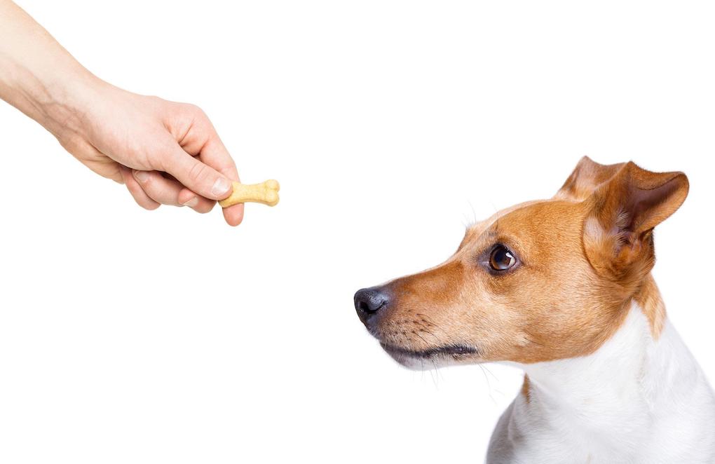 Éducation du chiot les cinq erreurs à éviter