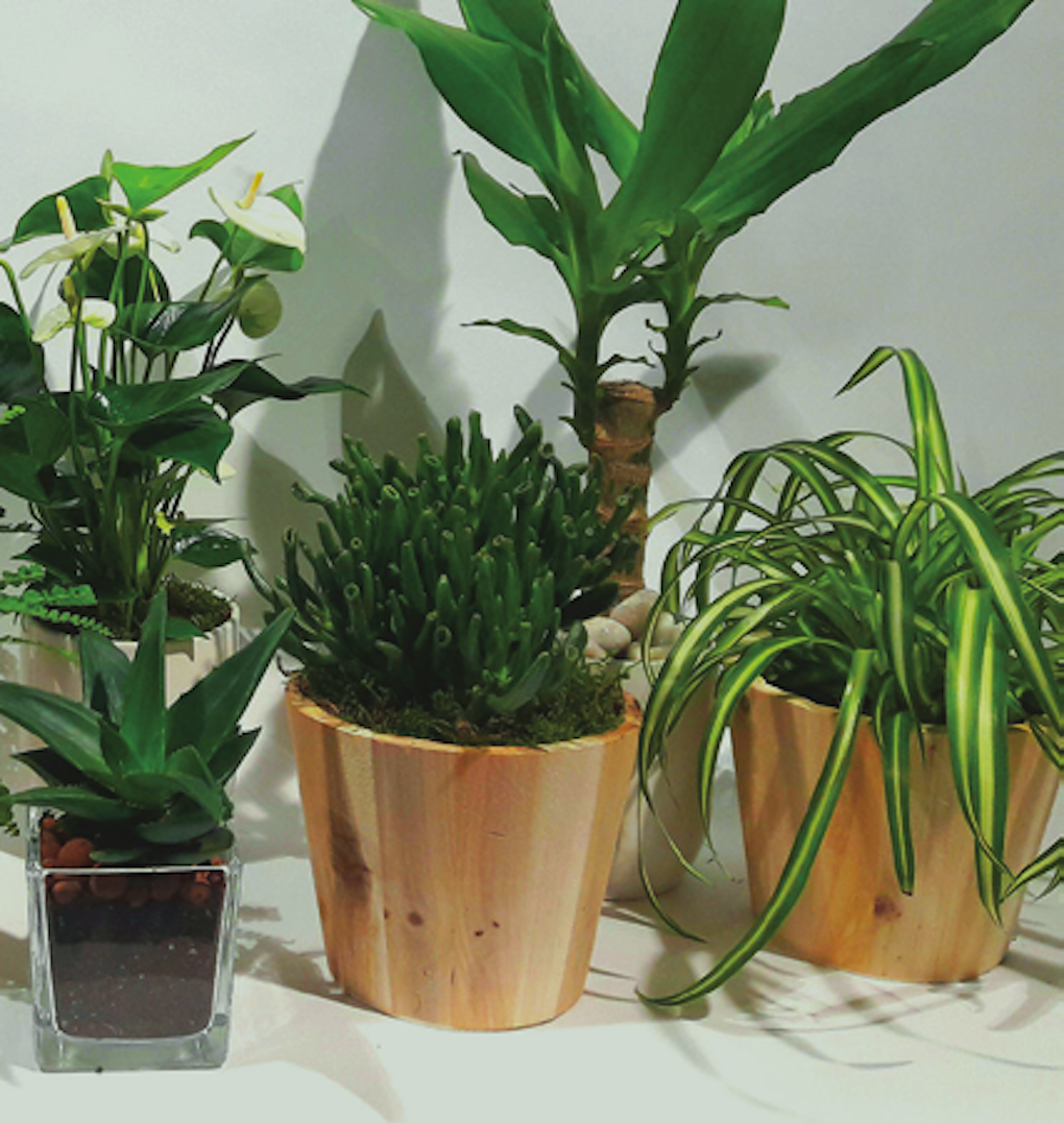 Combien De Fois Il Faut Arroser Un Cactus Questions nature
