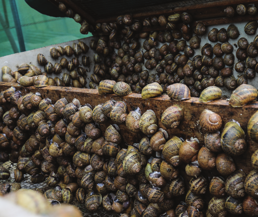 Z’escargots des hauts