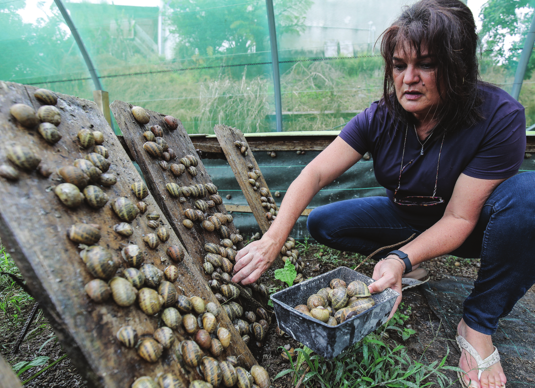 Z’escargots des hauts