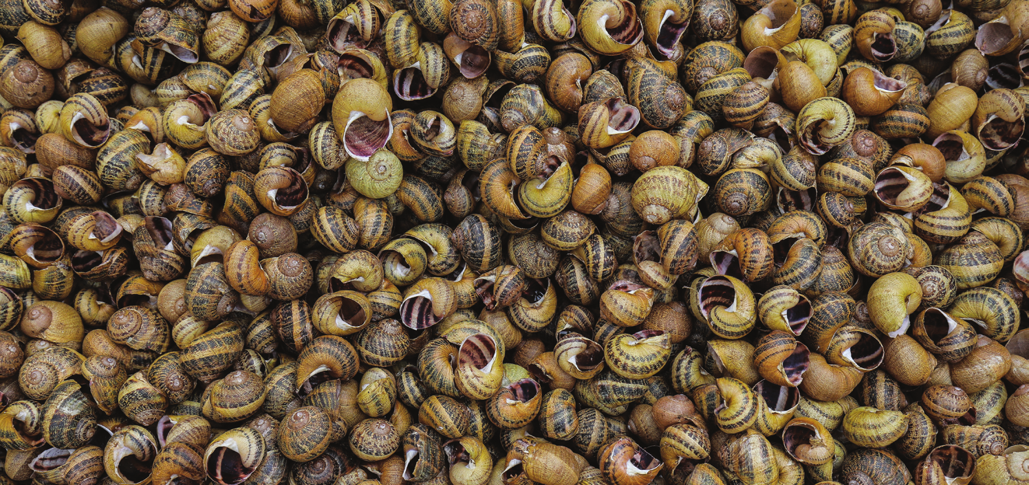 Z’escargots des hauts