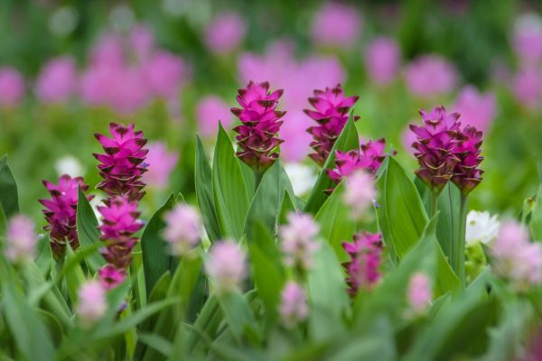 Curcuma longa est également une magnifique plante