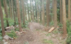 Un meilleur accès à la forêt de Cilaos