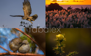 Stages photos avec Yabalex