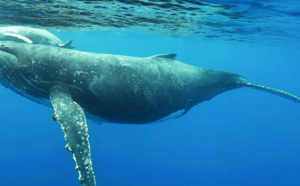 Les baleines à la trace