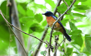 La biodiversité s’enrichit de 10 nouveaux oiseaux