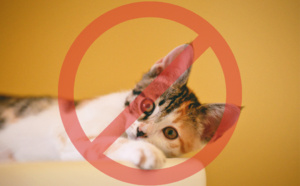 Adoption de la loi sur l’interdiction de vente d’animaux en animaleries