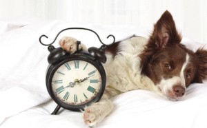 Les animaux et la notion du temps !