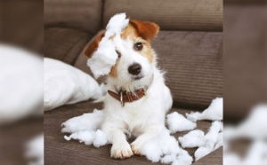 L’anxiété de séparation chez le chien
